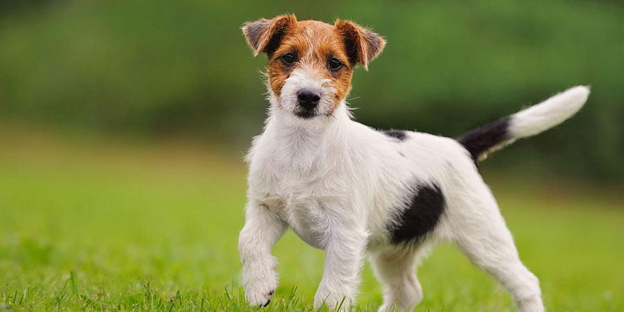 Jack-Russell-Terrier-2