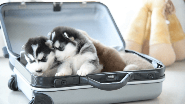 newborn-siberian-husky-playing-in-travel-bag_4y6skvnjx__F0000